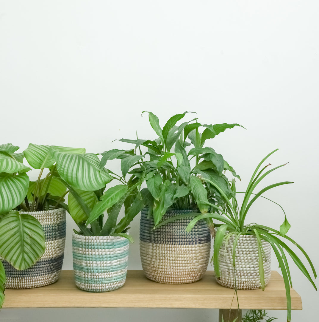 Artisanne Handwoven Planters